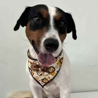 Bandana Triangular M – Macho